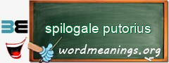 WordMeaning blackboard for spilogale putorius